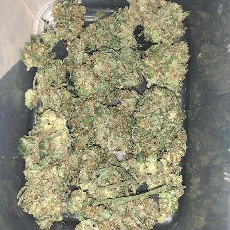 Afghan Kush