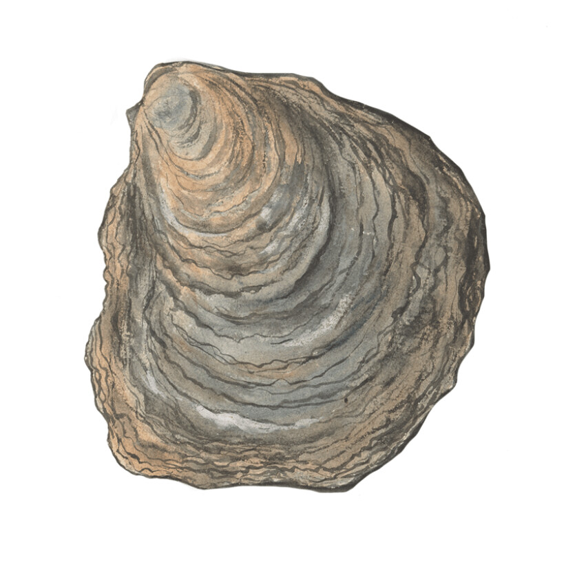OYSTER  WALL STICKERS