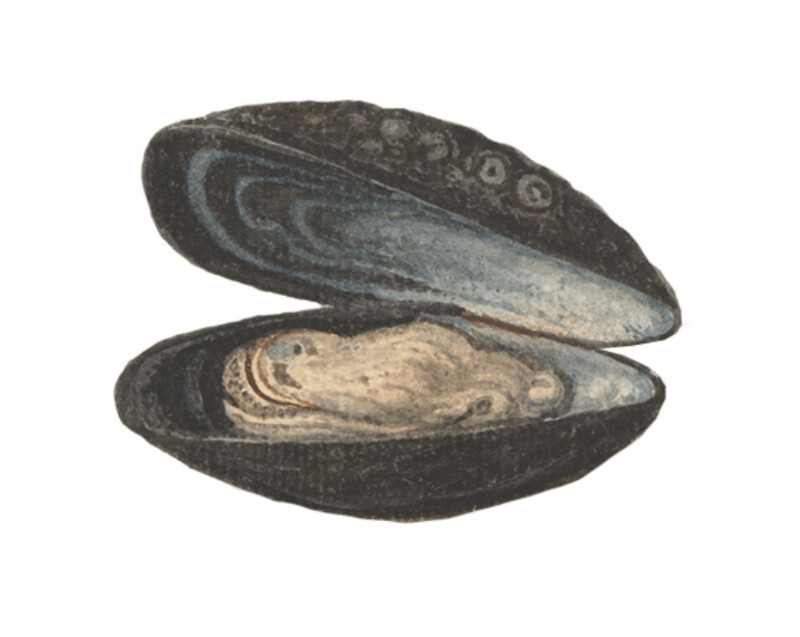OYSTER, MUSSEL  WALL STICKERS
