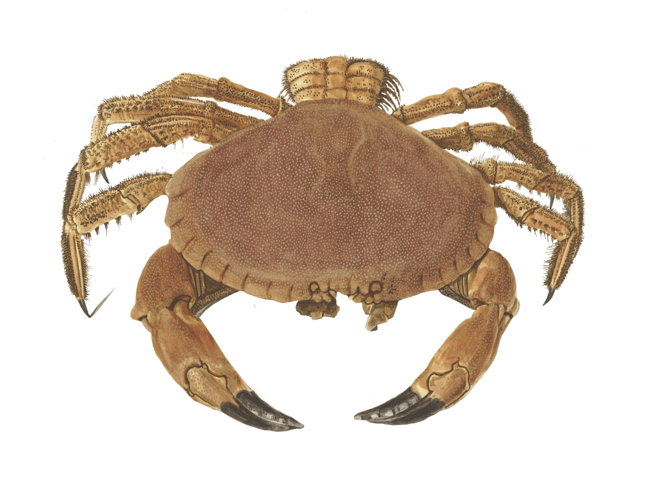 OYSTER, CRAB WALL STICKER