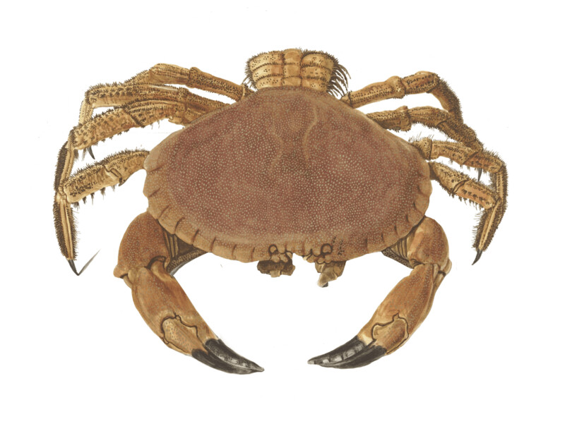 OYSTER, CRAB WALL STICKER