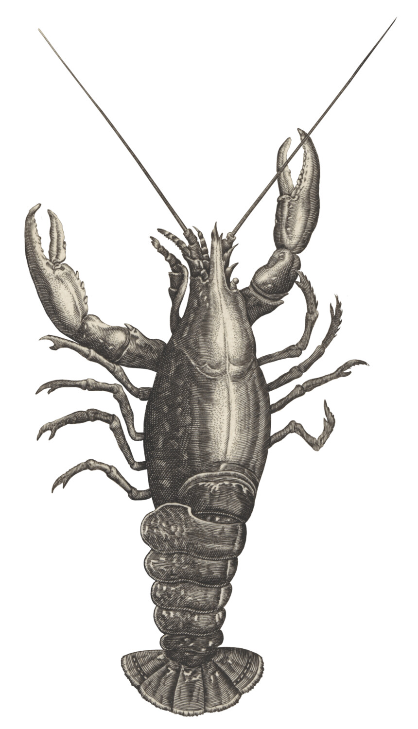 THE LOBSTER WALL STICKER