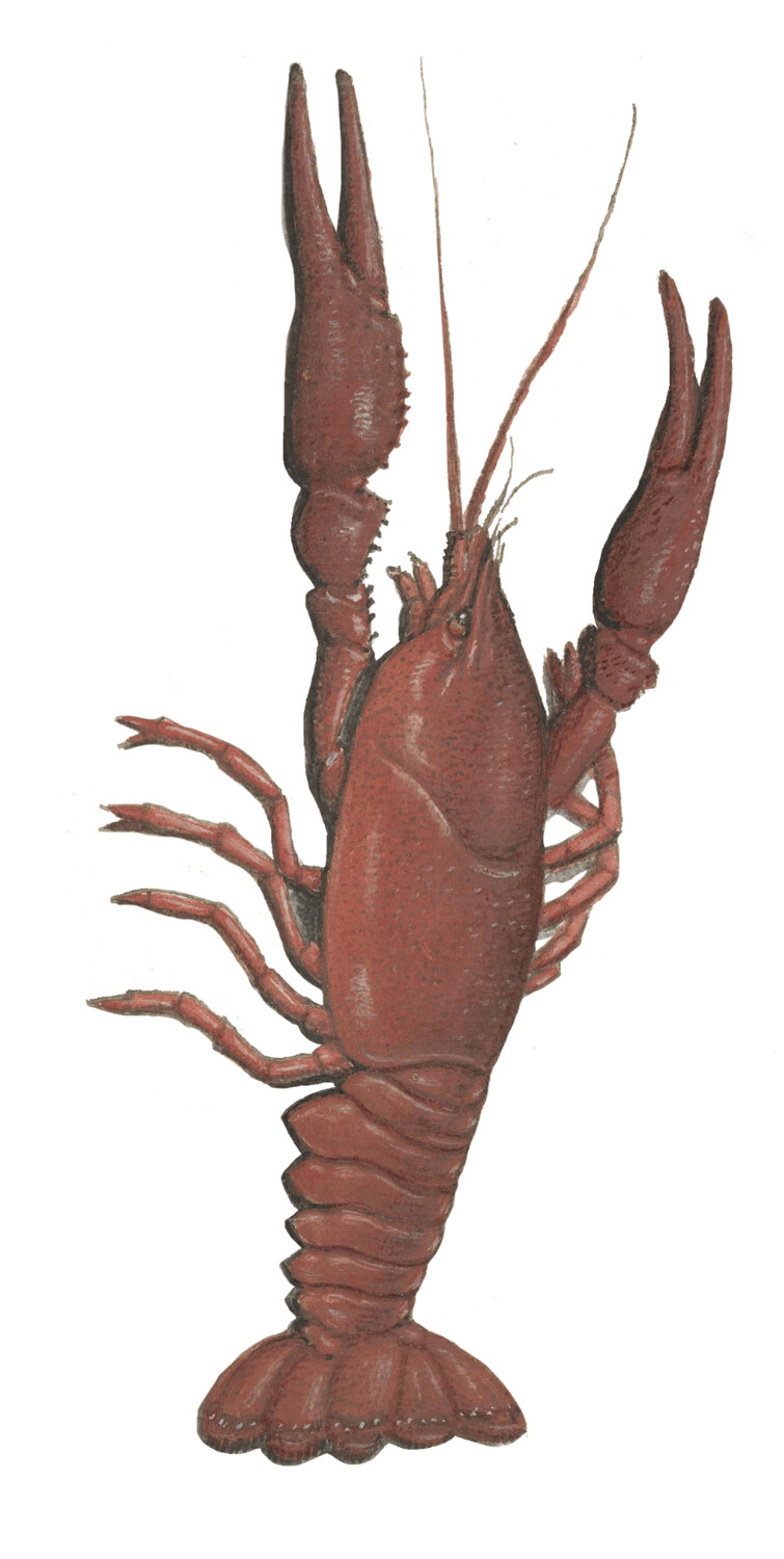 OYSTER, LOBSTER WALL STICKER