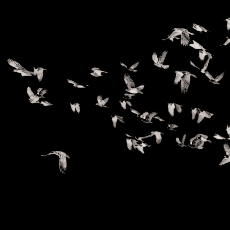 THE BIRDS BLACK €45m2