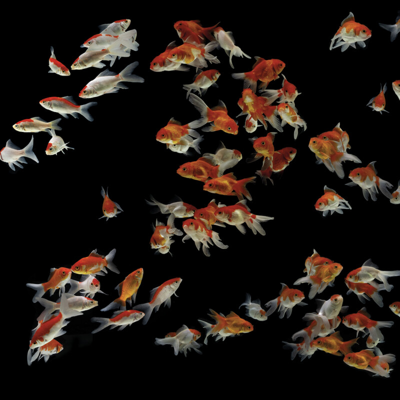 GOLD FISHES BLACK €45m2