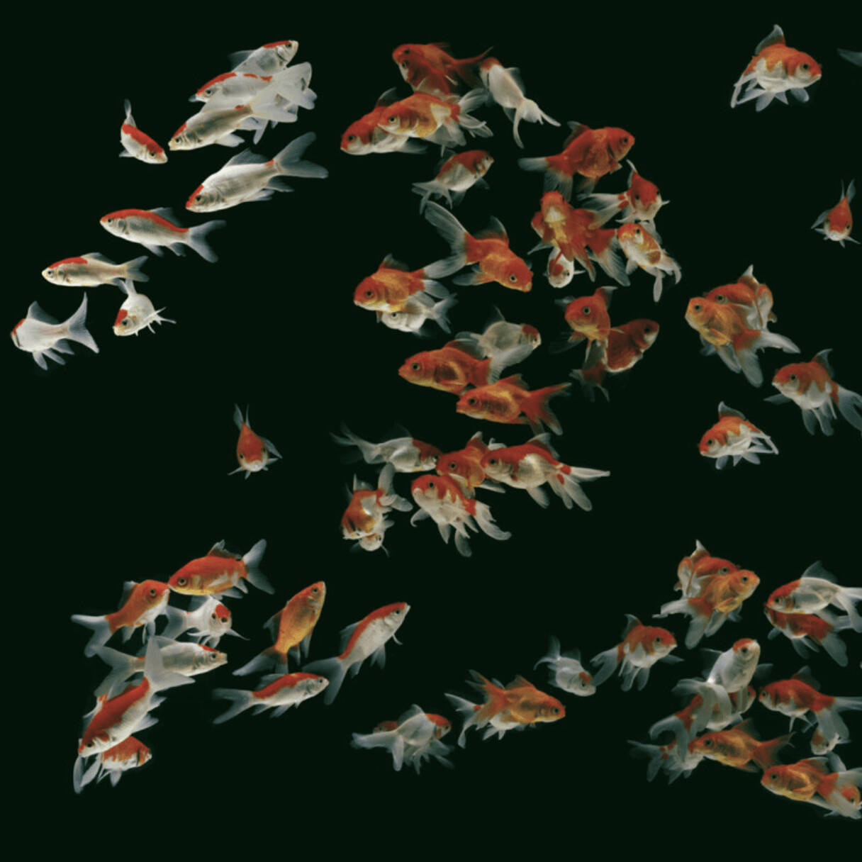 GOLD FISHES GREEN €45m2