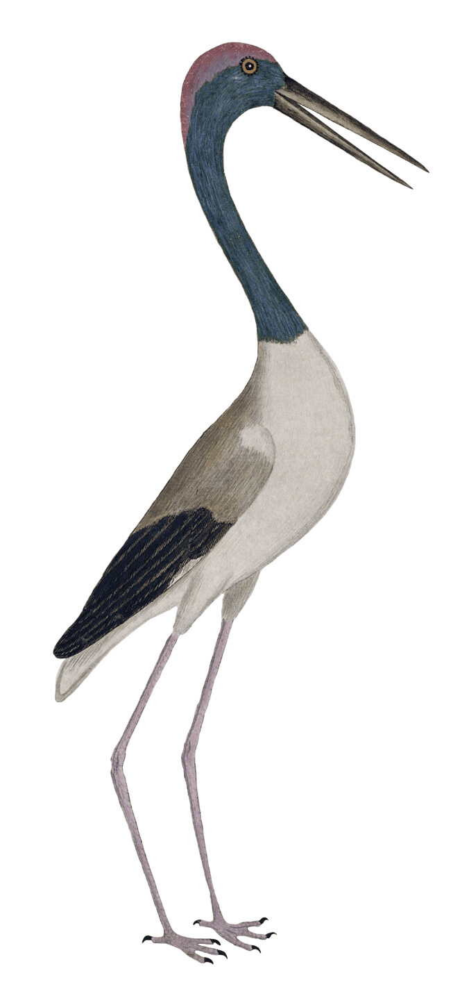 IBIS ZWARTHALSOOIEVAAR WALLSTICKER