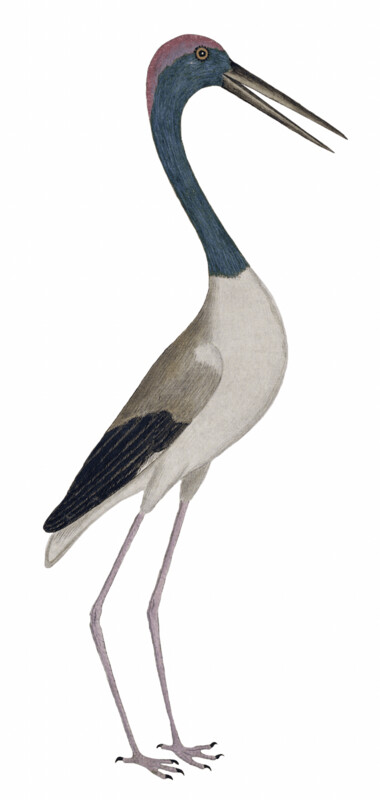 IBIS ZWARTHALSOOIEVAAR WALLSTICKER
