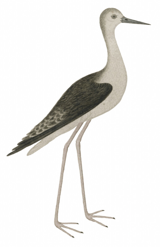 IBIS STELTKLUUT WALLSTICKER