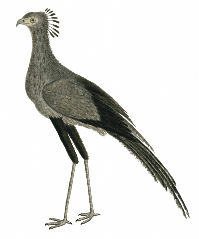IBIS SECRETARIS WALLSTICKER