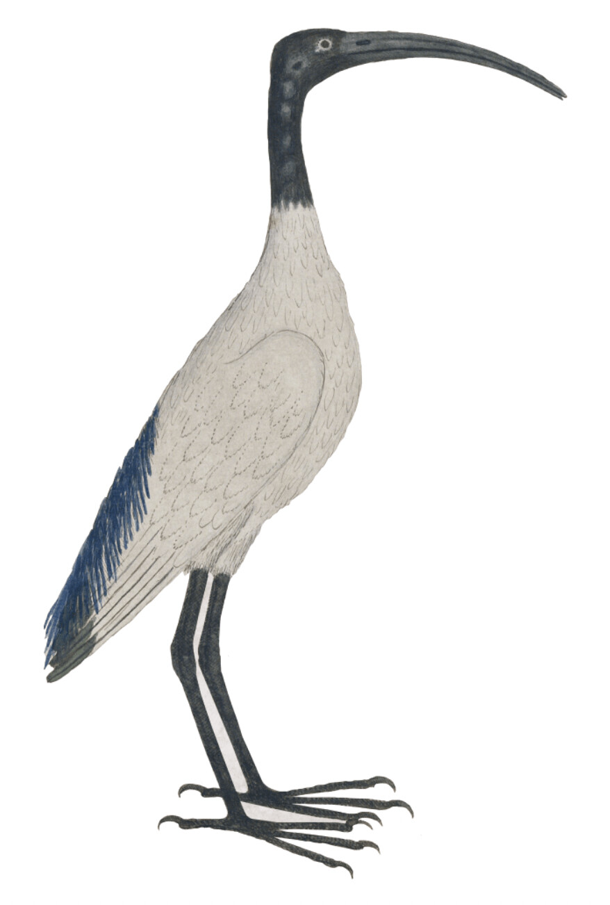 IBIS HEILIG WALLSTICKER