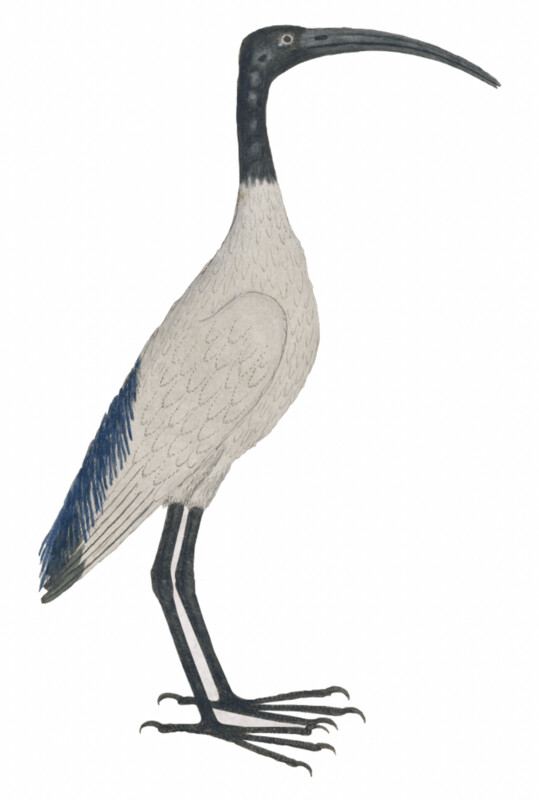 IBIS HEILIG WALLSTICKER