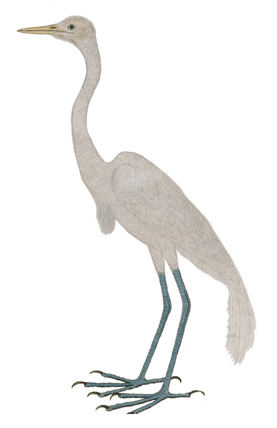 IBIS ZILVERREIGER WALLSTICKER