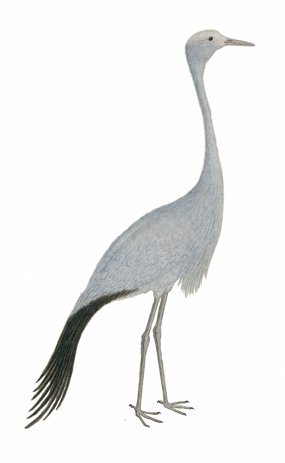 IBIS STANLEYS KRAANVOGEL WALLSTICKER