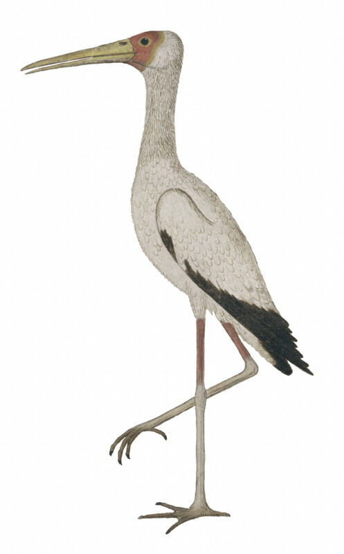 IBIS AFRIKAANSE NIMMERZAT WALLSTICKER