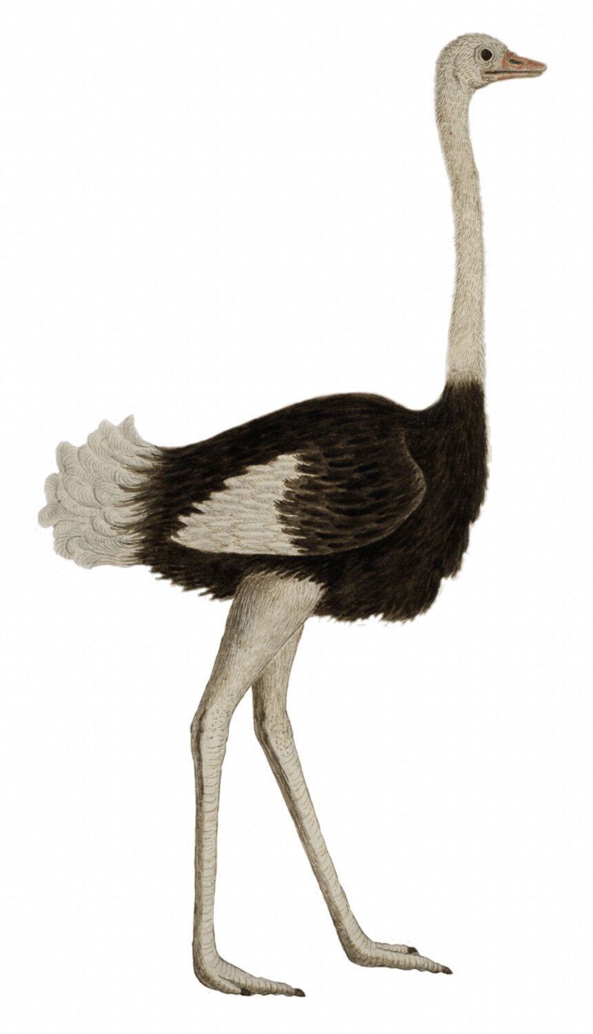 IBIS STRUISVOGEL WALLSTICKER