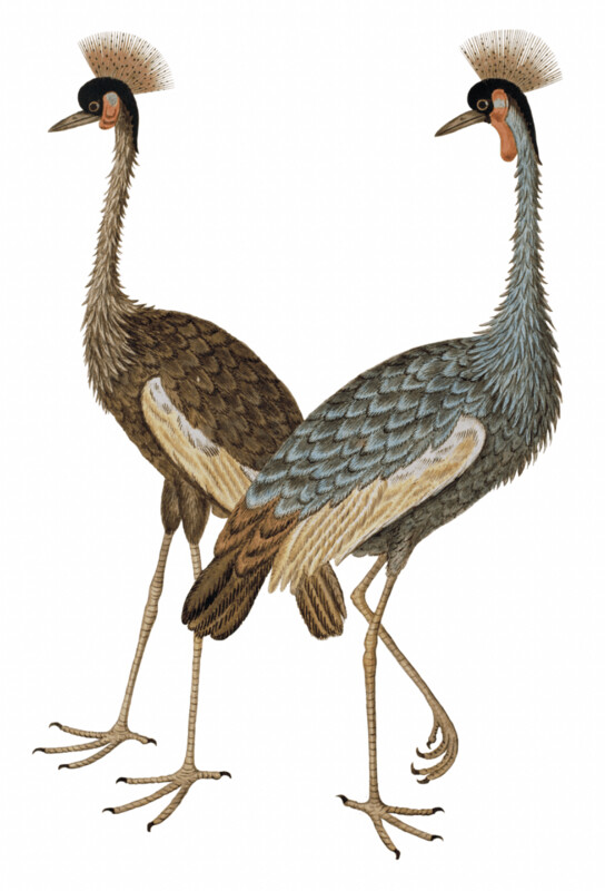 IBIS KROONKRANEN WALLSTICKER