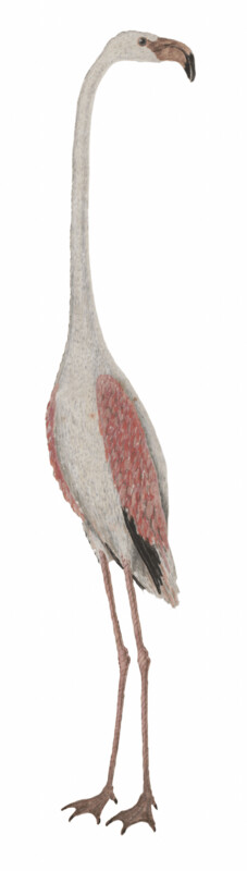 IBIS FLAMINGO WALLSTICKER
