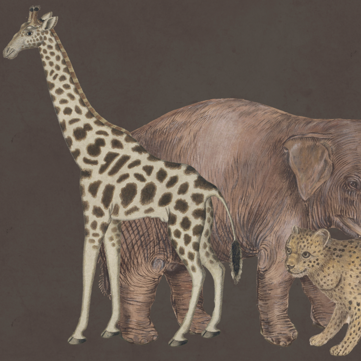 WILD ANIMALS BROWN €45.00m2