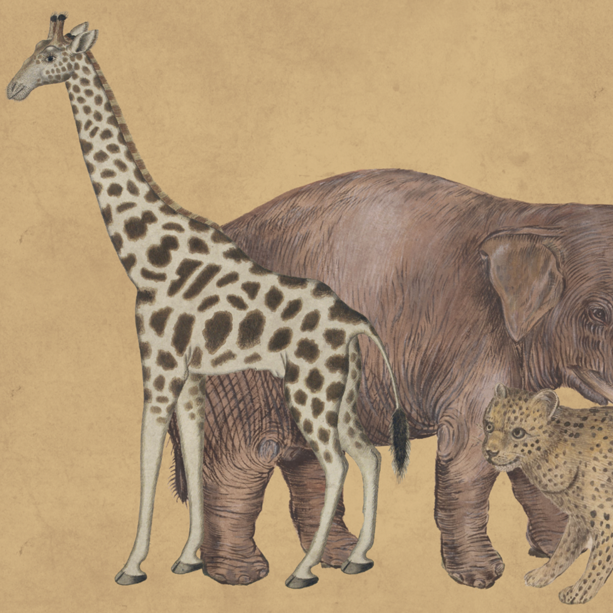 WILD ANIMALS YELLOW €45.00m2