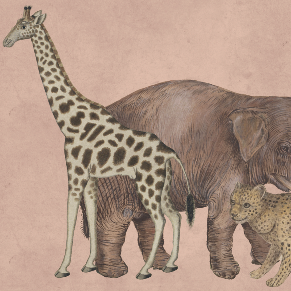WILD ANIMALS BABY PINK €45.00m2