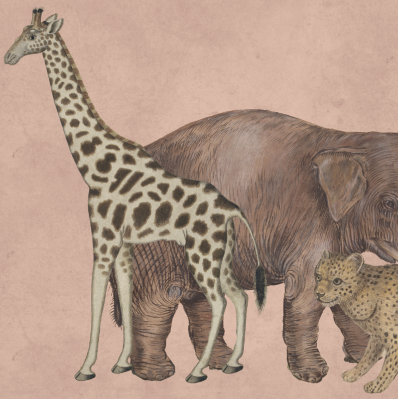 WILD ANIMALS BABY PINK €45.00m2