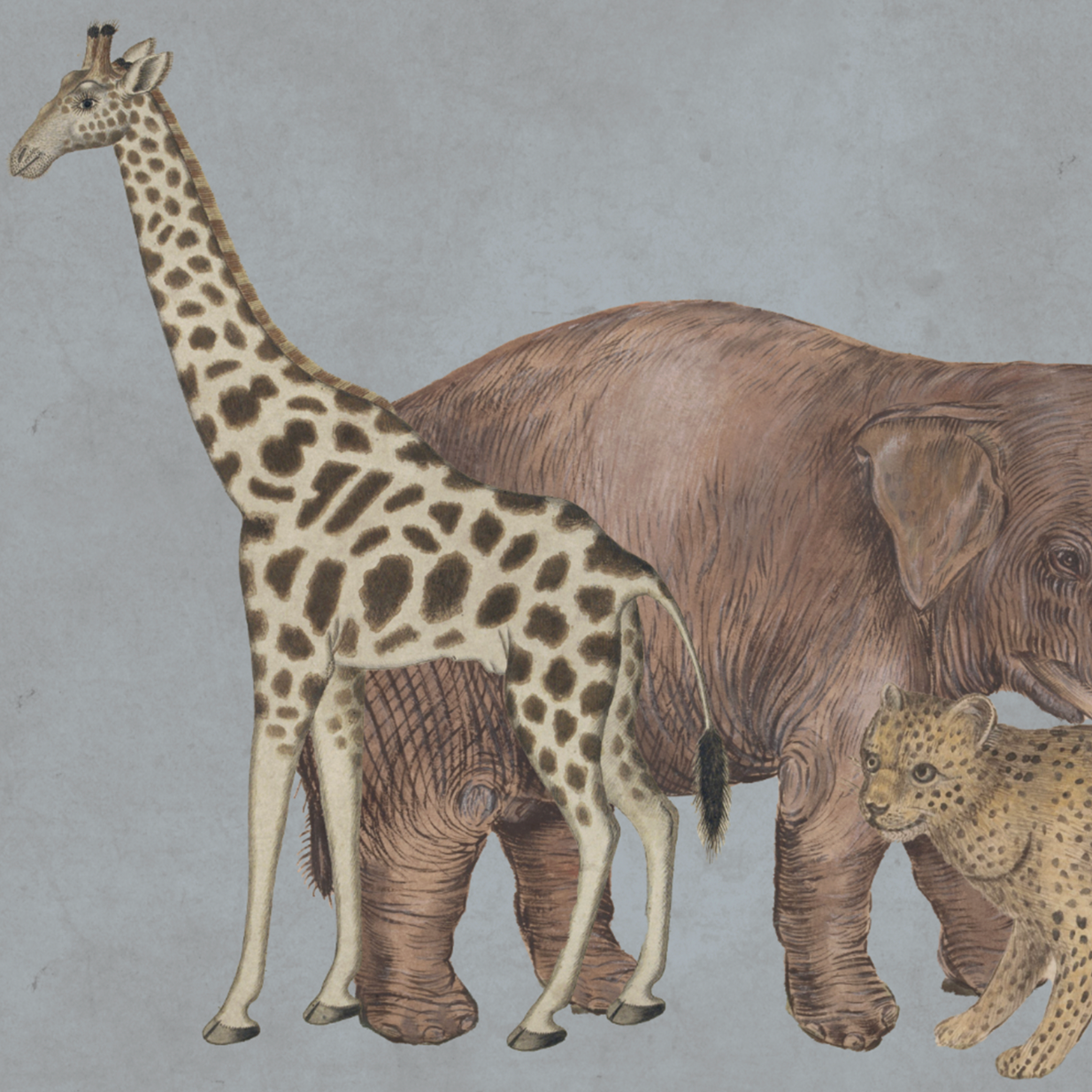 WILD ANIMALS BLUE €45.00m2