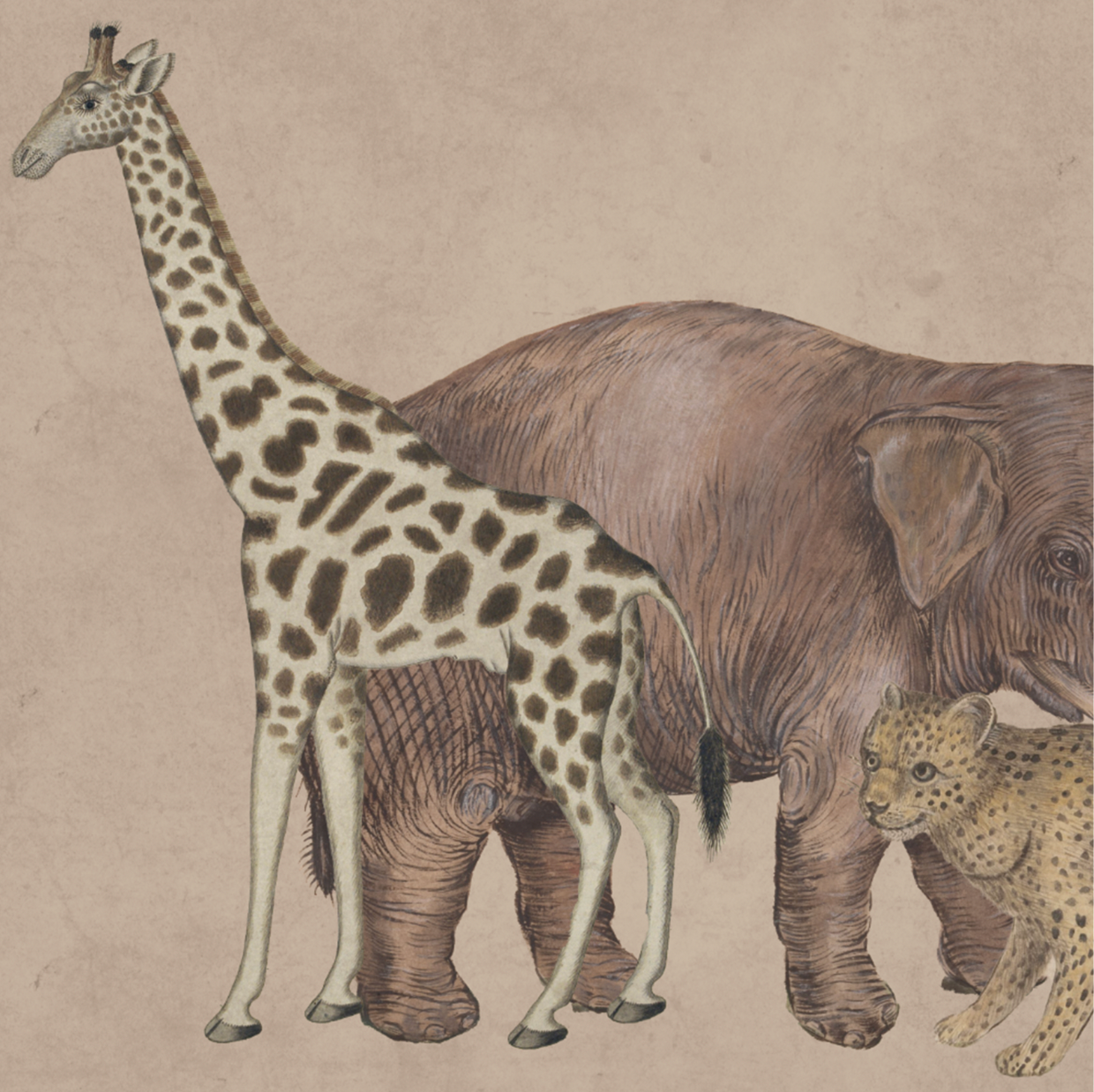 WILD ANIMALS NUDE €45.00m2