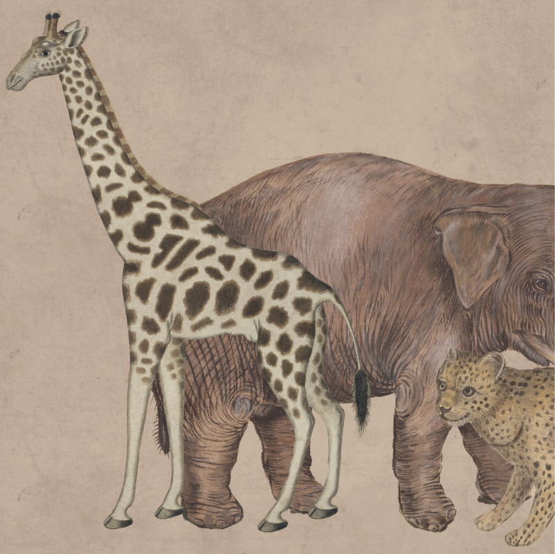 WILD ANIMALS NUDE €45.00m2