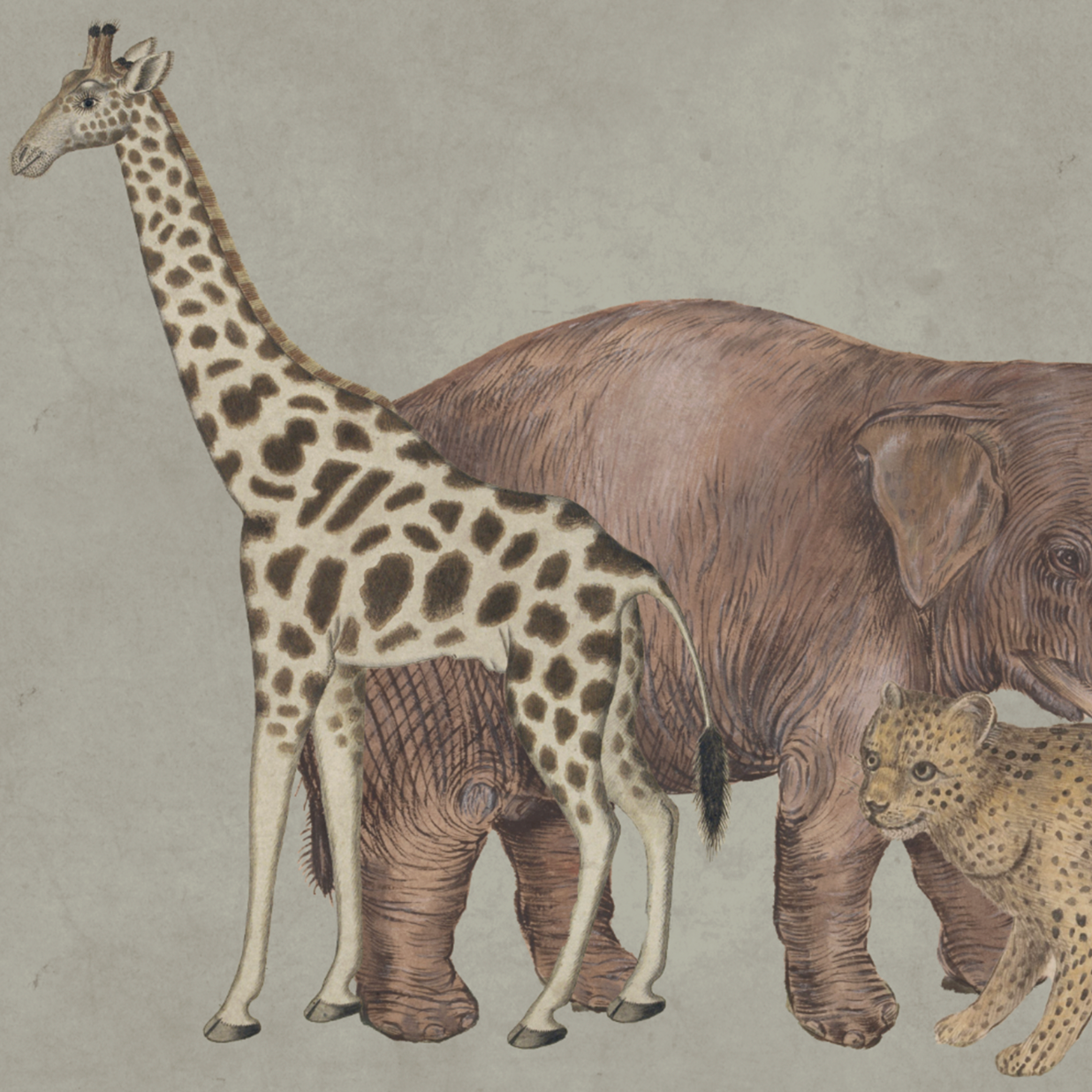 WILD ANIMALS GREEN €45.00m2