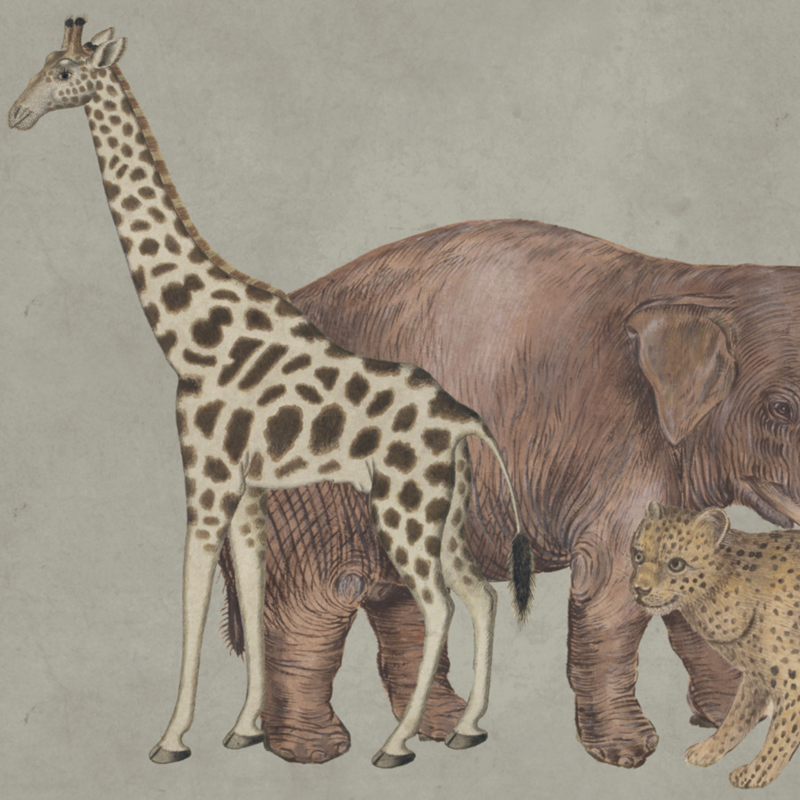 WILD ANIMALS GREEN €45.00m2