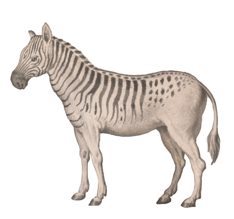 WILD AMIMALS ZEBRA WALLSTICKER
