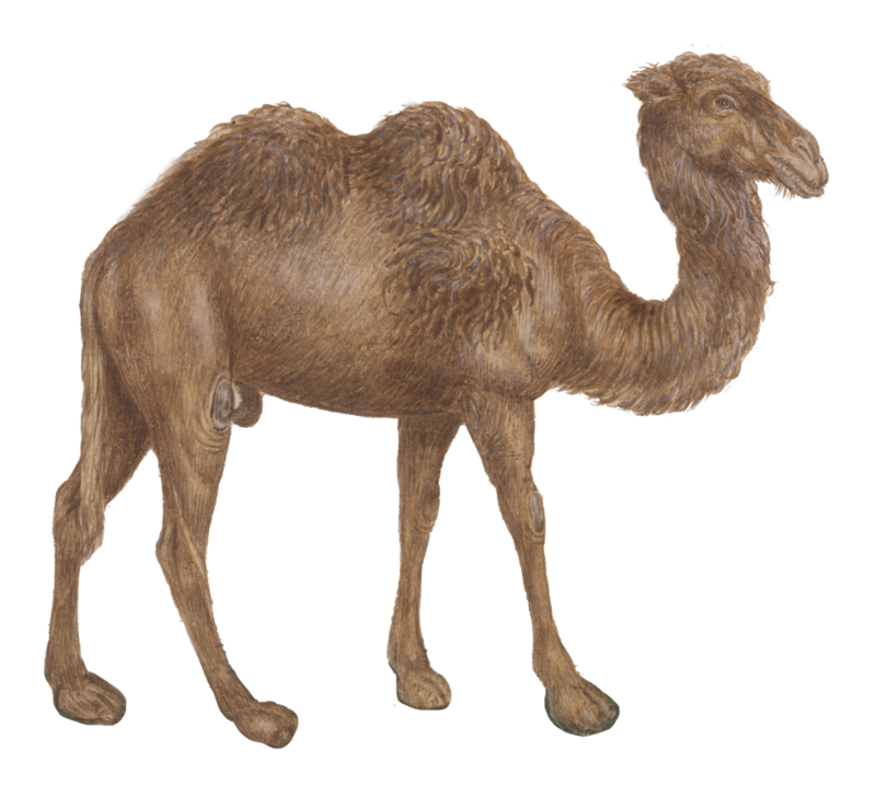 WILD AMIMALS CAMEL WALLSTICKER