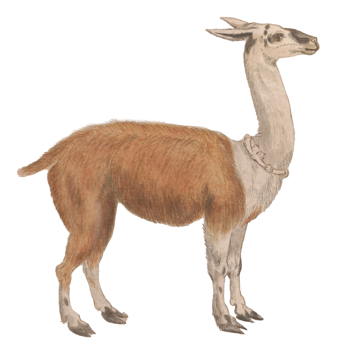 WILD AMIMALS LLAMA WALLSTICKER