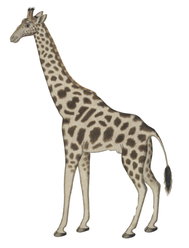 WILD AMIMALS GIRAFFE  WALLSTICKER