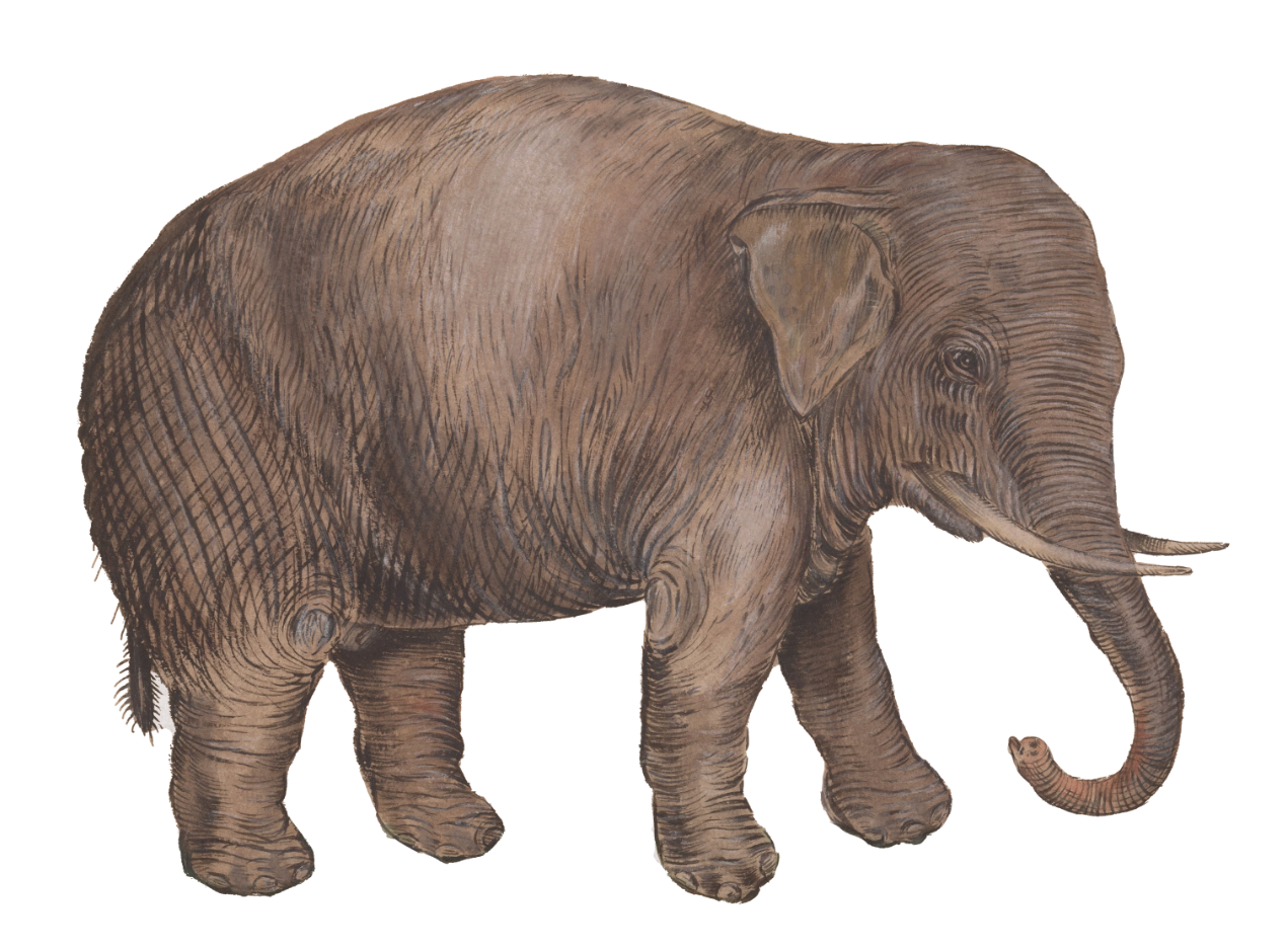WILD AMIMALS ELEPHANT  WALLSTICKER