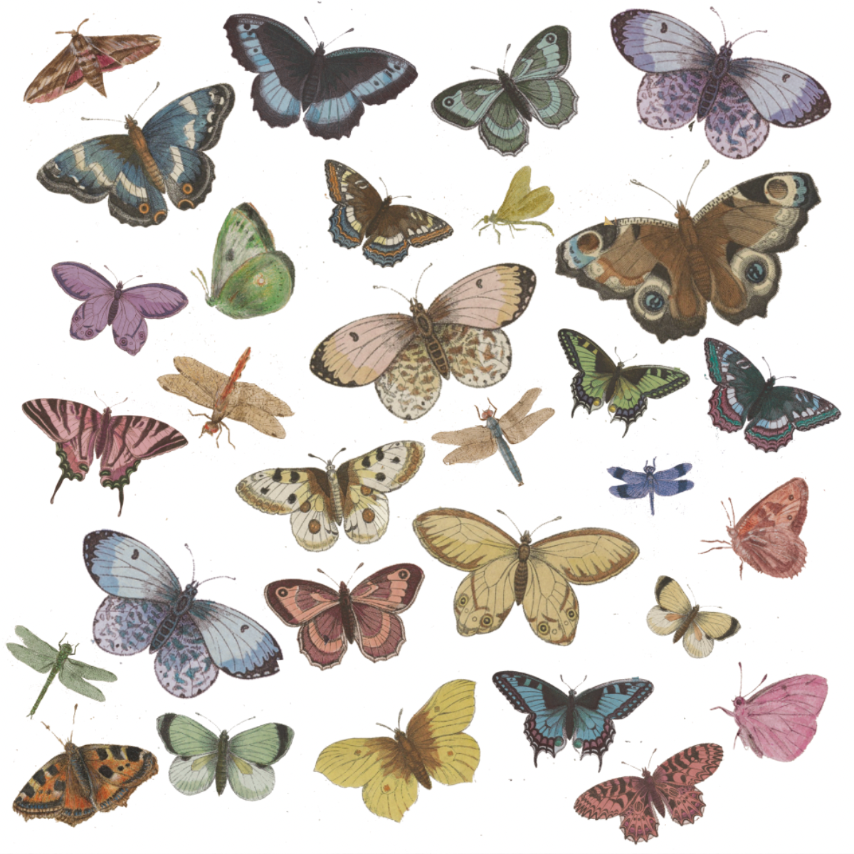 HONEY BUTTERFLY WALLSTICKER