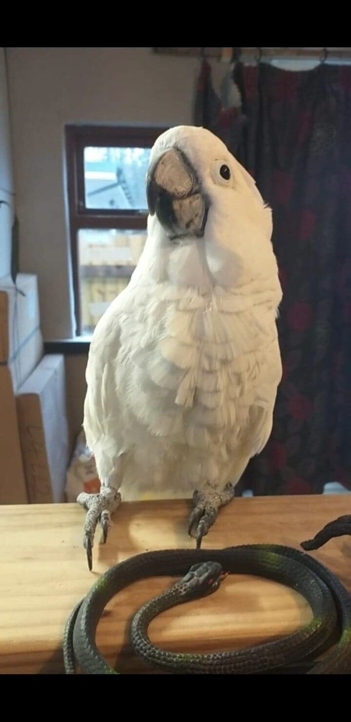 Rocky the Cockatoo - Sponsorship Postcard