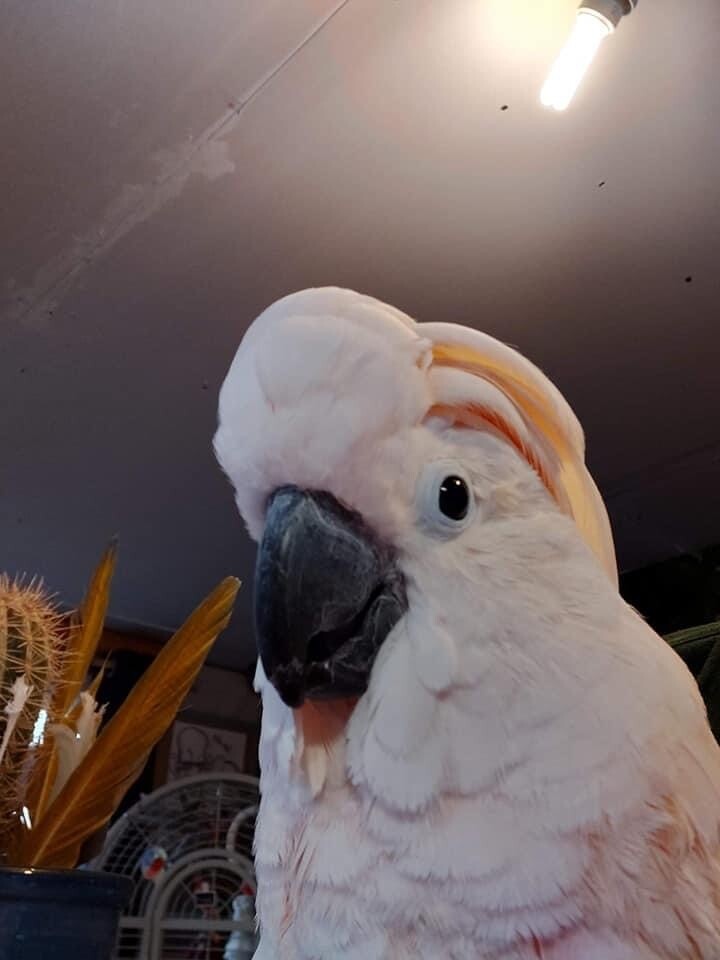 Casper the Cockatoo - Sponsorship Postcard