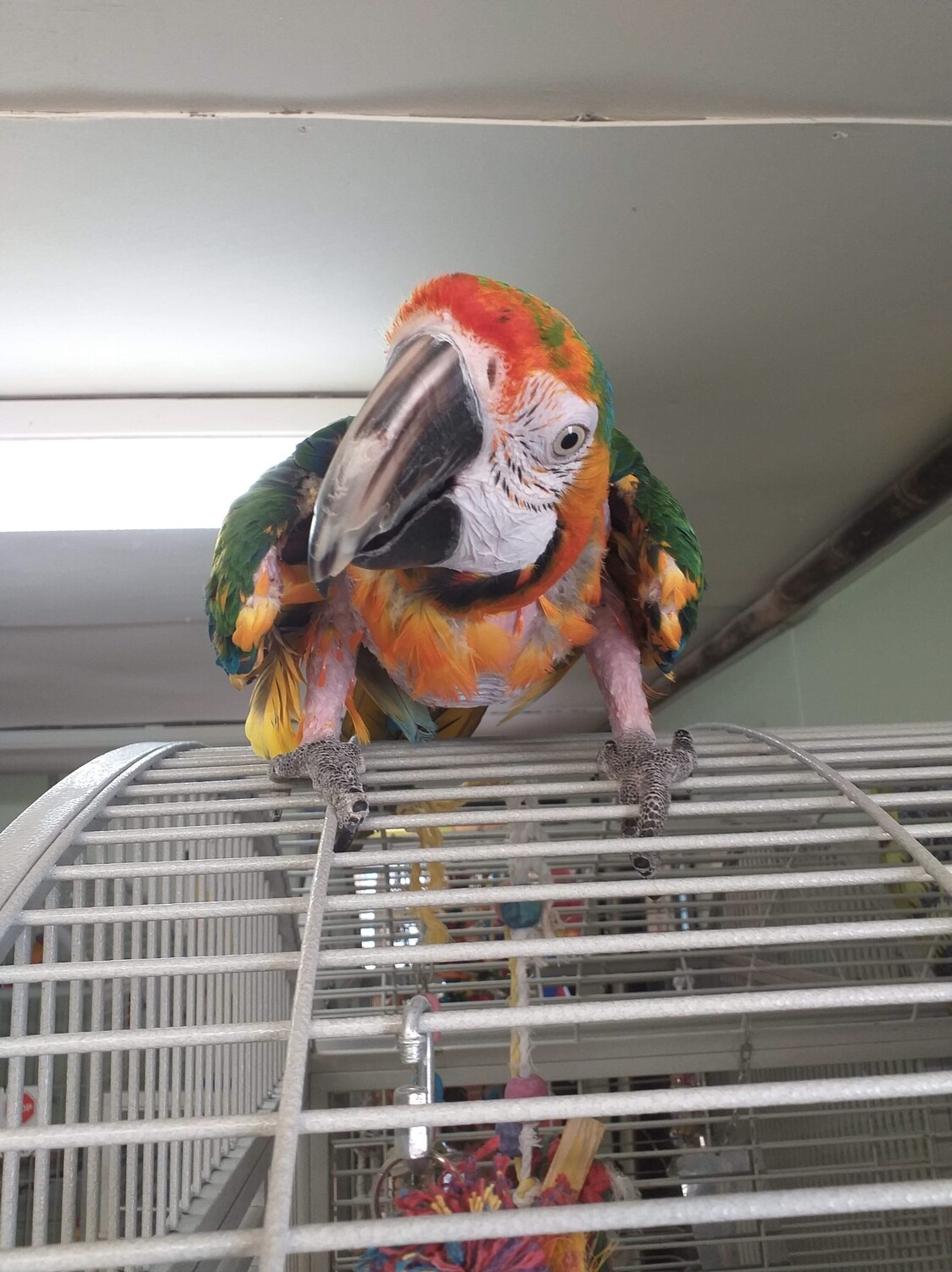 Charlie the Macaw  - Sponsorship Postcard