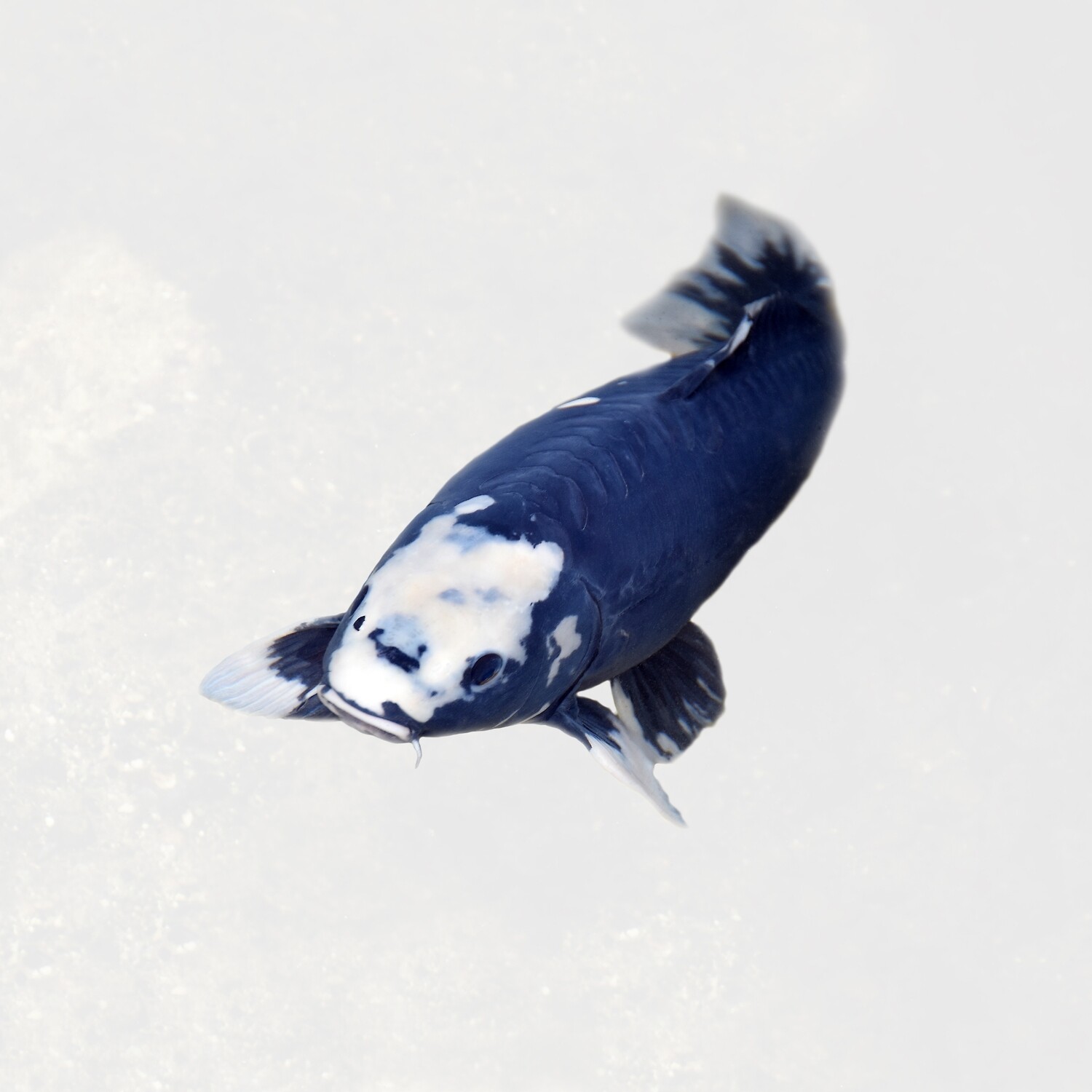 Koi_13