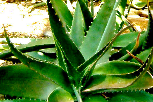 Aloe-Gel Produktbeschaffung