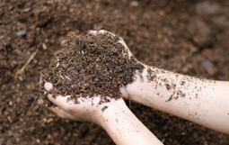 Soil Test