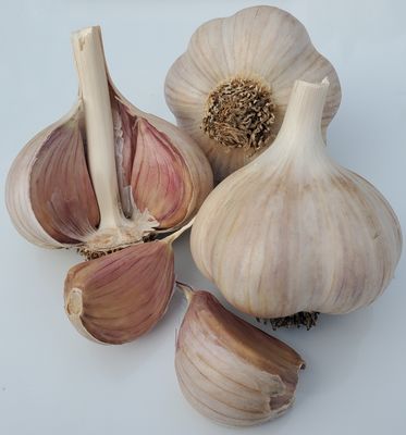 1/2 lb. Montana Giant - Seed