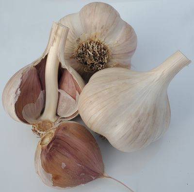 1/2 lb. Porcelain White - Seed