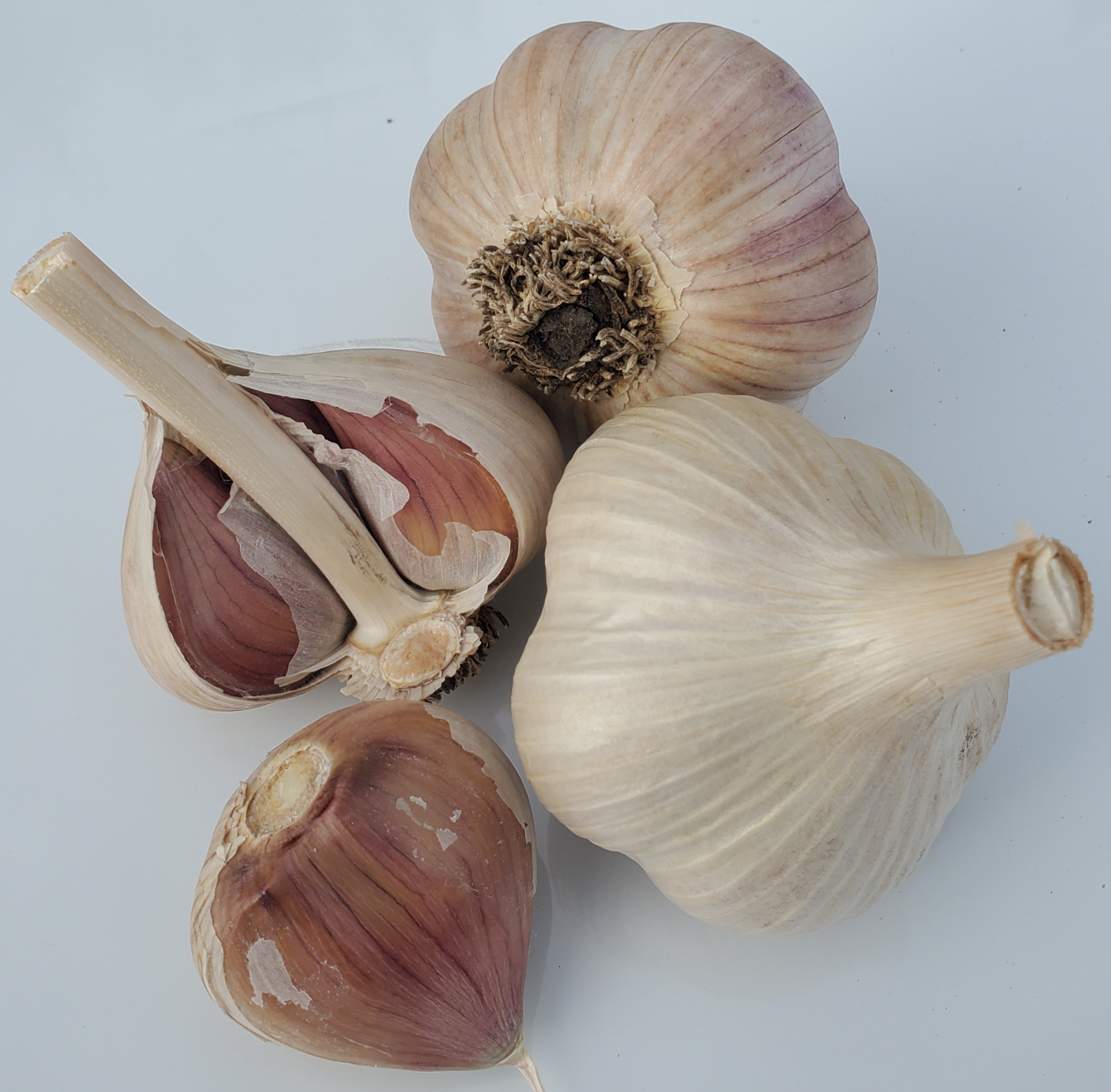1/4 lb. German Hardy - Seed 1/4 lb. German Hardy - Seed