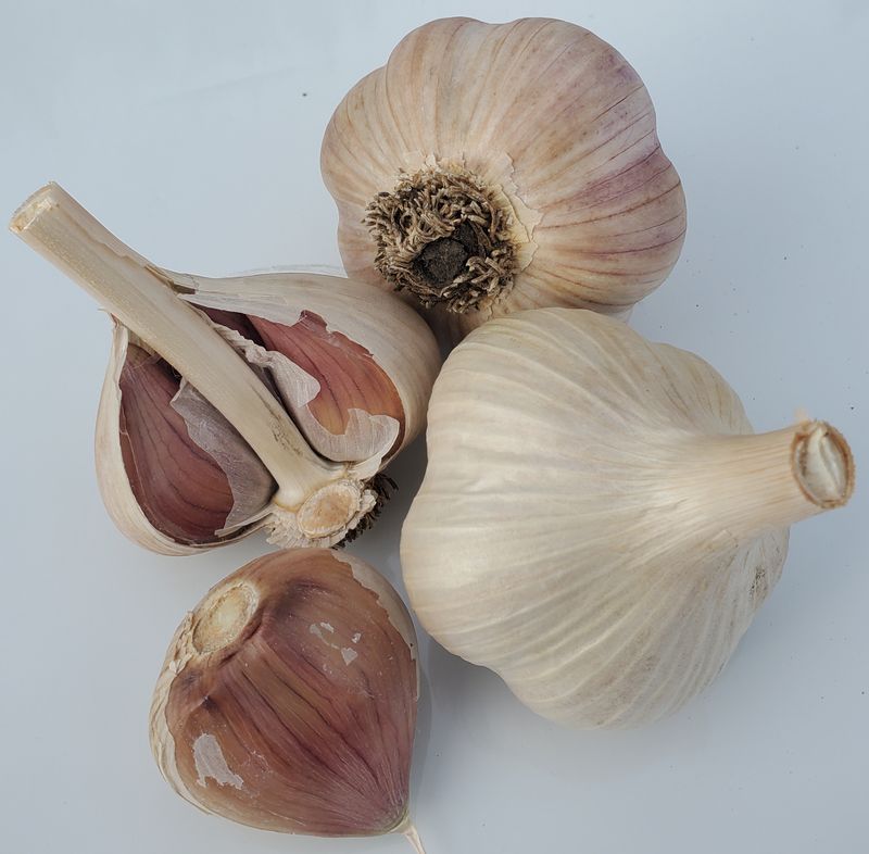 1/4 lb. German Hardy - Seed