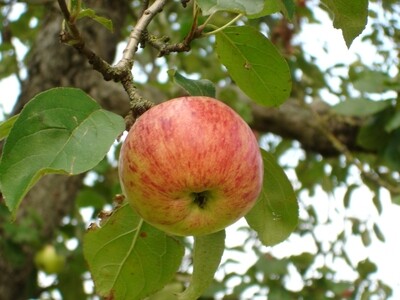 Apfelbrände