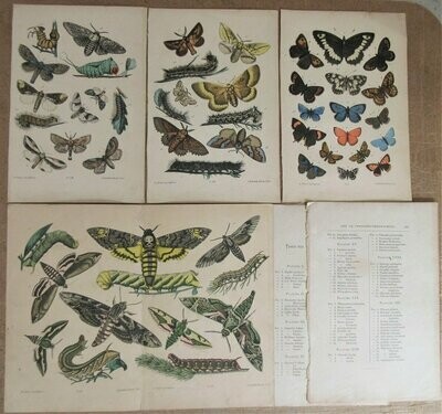 ​4 Chromolithographies La Chasse aux Papillons [extraites de Les Papillons de France - Paris, J. Rothschild, 1880 ]