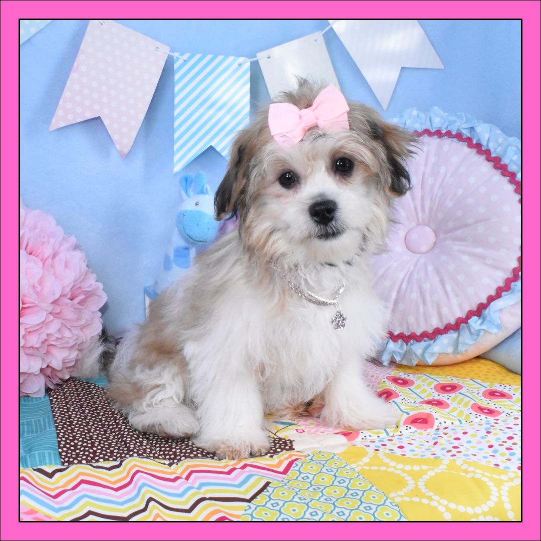 Jazzy ❤️ The Sweetheart with Sparkle